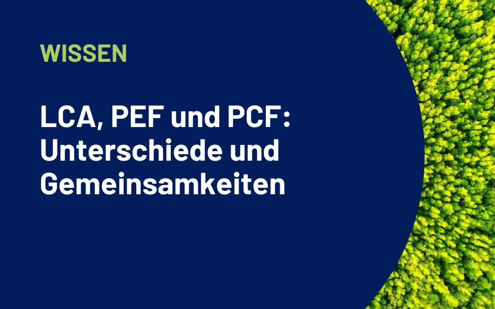 Stimmungsbild eines Waldes mit vorgelagertem Text