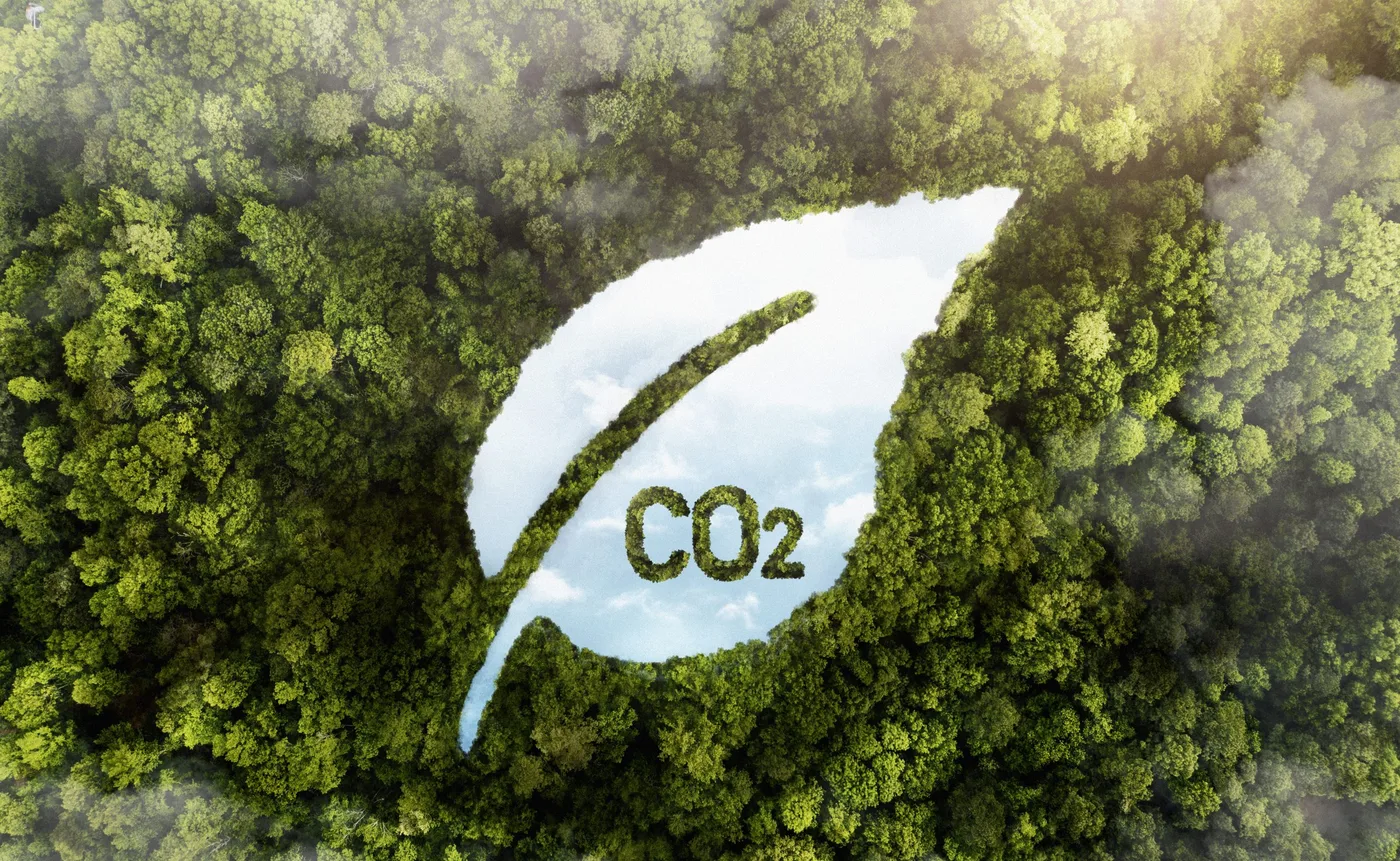 Grüner Wald mit CO2 Fußabdruck