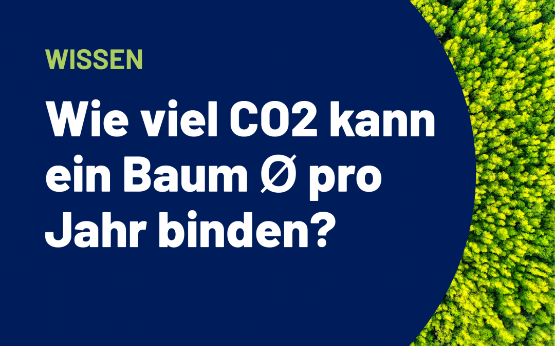 CO2 Speicherkapazität eines Baumes